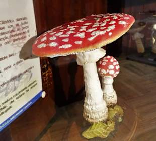 Das kleine Museum des Botanischen Gartens