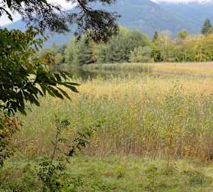 Weiher im Raier Moos