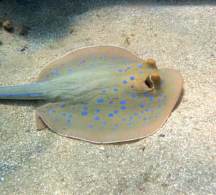 Blaupunktrochen am Hausriff Brayka Bay