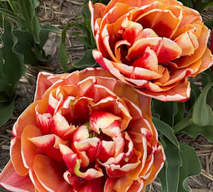 Floratuin Julianadorp