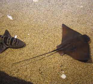 Monterey Bay Aquarium 