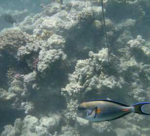 Hausriff des Makadi Palace