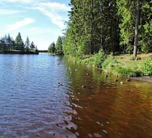 Am Ufer des Fichtelsees