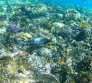 Schnorcheln Hurghada