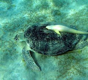 Schnorcheln Abu Dabbab