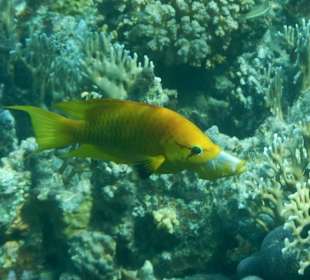 Fische im hauseigenen Riff