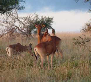 Beute im Sonnenuntergang