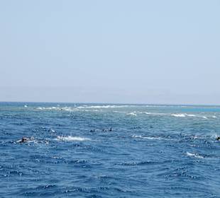 Schwimmen mit Delfinen (Juni 2011)