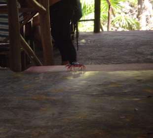 Ein zusätzlicher Mittagsgast...