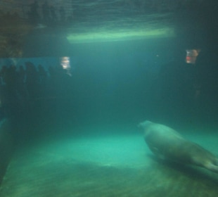 Aquarium / Oceanongrafic