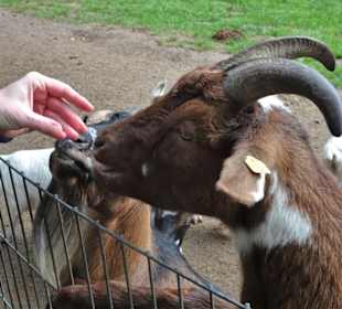 Rundgang durch den Wildpark Schwarze Berge