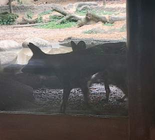 Singapur Zoo