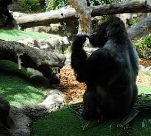 Loro Park Silberrücken George