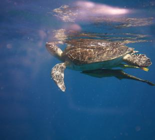 Meeresschildkröte