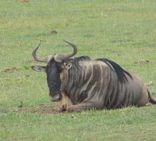 Einheimisches Gnu