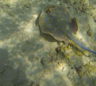 Die Blaupunktrochen waren diesmal stark vertreten