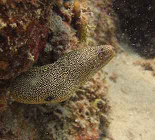 Tauchbase Merlin Sosua Taucherlebnisse