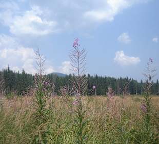 Parcul Natural Apuseni