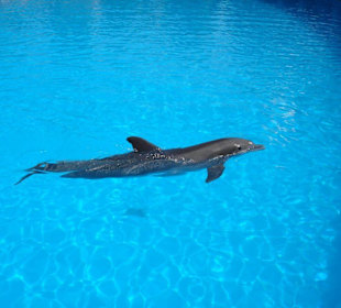Delphin