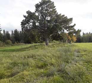 Alte Bergkiefer