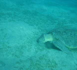 Ist die nicht süß?