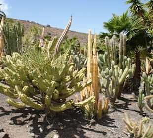 Kakteenpark