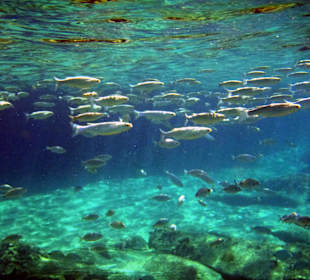 Zum Schnorcheln geeignet.