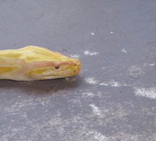 Reptilienshow - Anaconda