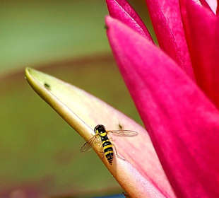 Bad Oeynhausen- Aqua Magica Park