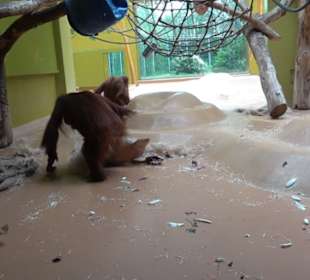 Tierpark Hellabrunn - Welt der Affen