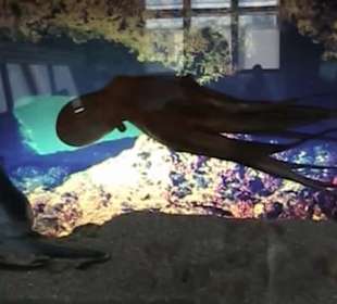 Naturhistorisches Museum