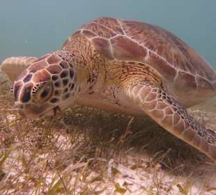 Schildkröte in Akumal
