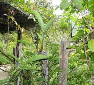 Poring Hot Springs - Schmetterlingsgarten