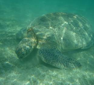 Schildkröte