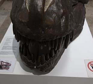 Staatliches Naturkunde Museum