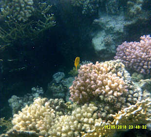 Schnorcheln Marsa Alam