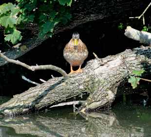 Dösende Ente am Kiessee