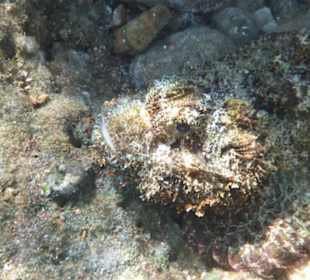 Auch giftig - tarnt sich sehr gut