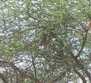 Tsavo Ost