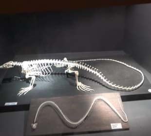 Naturhistorisches Museum