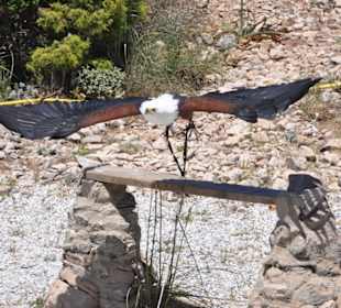 Adler in der Falknerei
