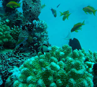 Tauchen mit Euro-Divers