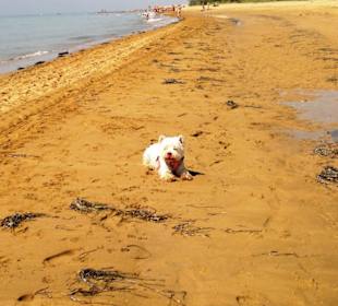 Der Hundestrand dei Pini