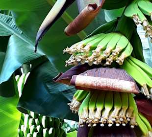 Bananenplantage