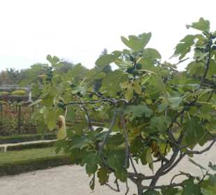 Bummel durch den Hofgarten von Würzburg