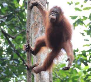 Junger Orang Utan