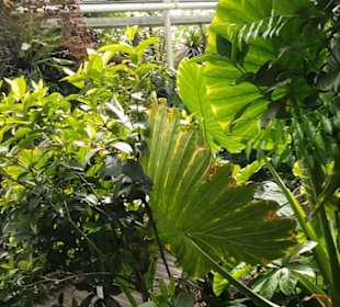Botanischer Garten