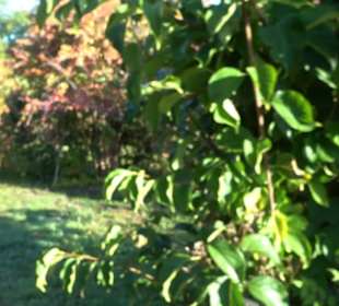 Botanischer Garten