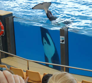 Beeindruckende Orcas