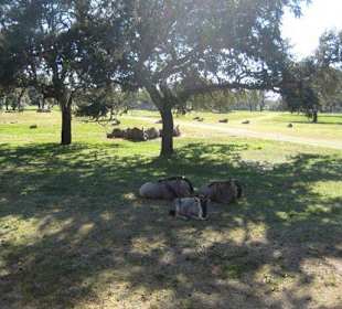 Ausblick auf das Freigehege